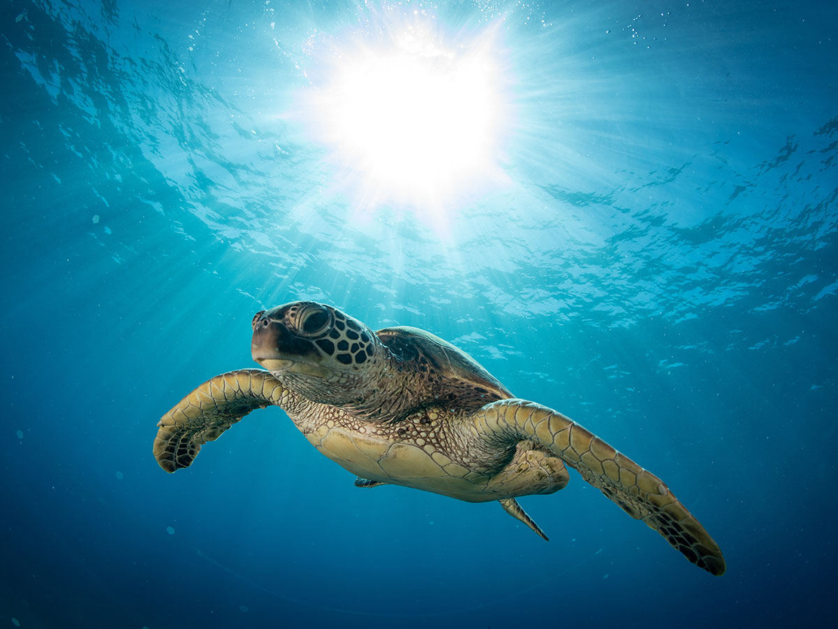 Hawaiian Green Sea turtle on a coral reef in Maui